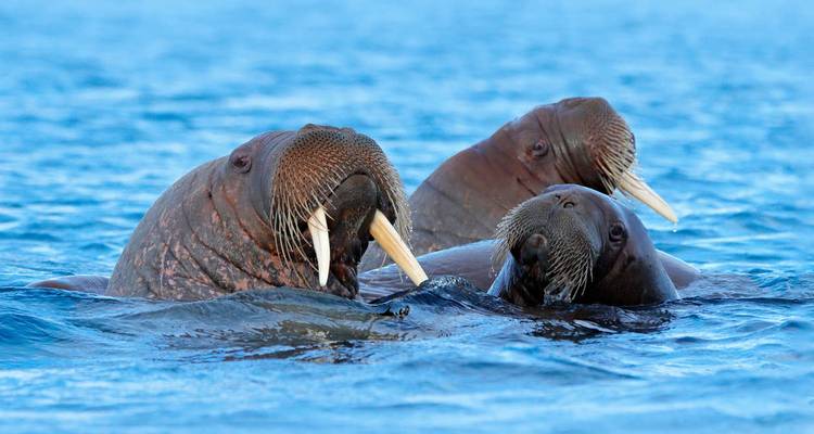 Three walruses with long tusks emerge from calm Arctic water looking toward the camera.