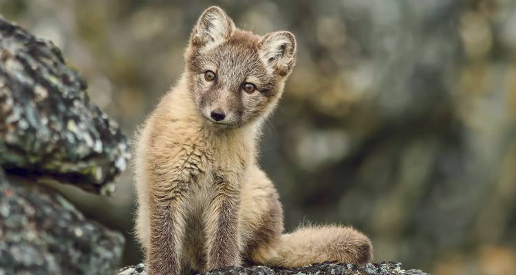 Curious young Arctic fox with fluffy fur sits alert on a mossy rock.