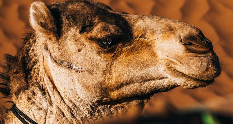 Primer plano de la cara de un camello en un entorno desértico.