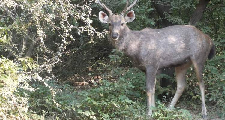 Wilde Hirsche im Wald.