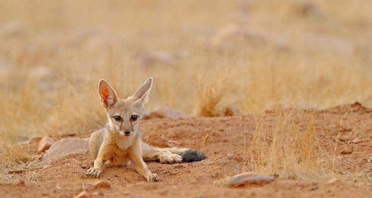 Wüstenfuchs entspannt in einer sandigen Landschaft.