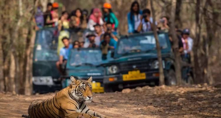 Tiger liegt auf einem Erdweg, während Touristen von Jeeps aus beobachten.