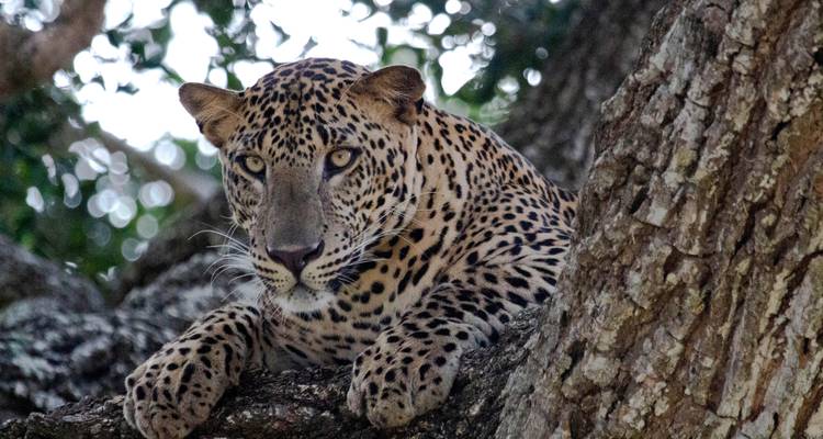 Leopardo descansando en la rama de un árbol.
