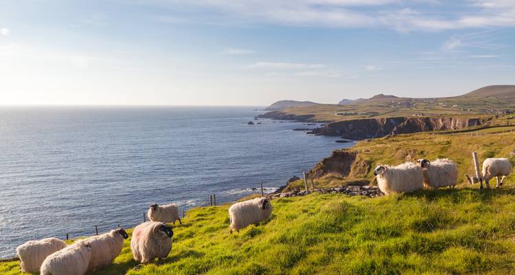 Coastal landscape with sheep grazing on a grassy hillside.