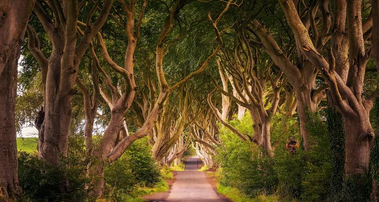 Road surrounded by intricately intertwined trees forming a tunnel.