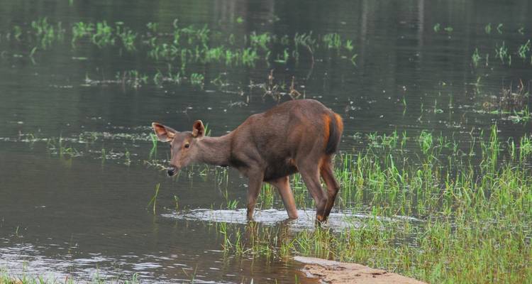 Un cerf debout partiellement submergé dans l'eau, au milieu de la verdure.