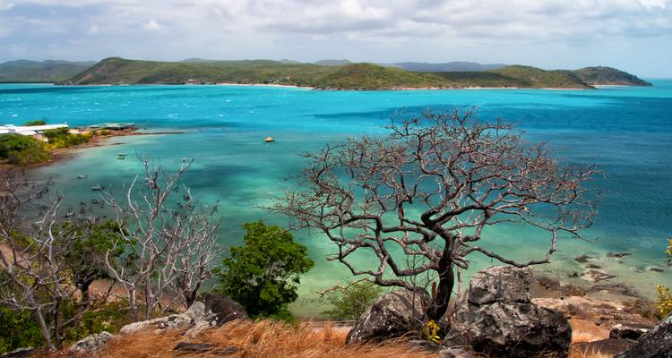 Vista elevada sobre aguas turquesas vívidas, islotes dispersos y un árbol azotado por el viento en primer plano.