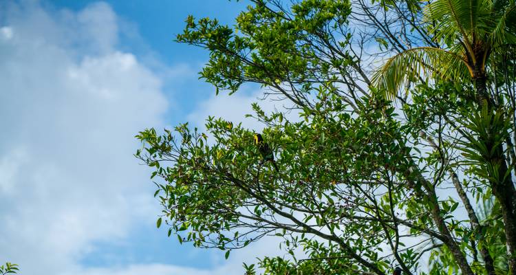 Un toucan perché sur une branche dans une forêt verte luxuriante.