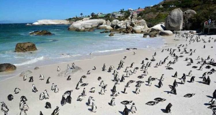 Hundreds of African penguins scatter across the white sand of Boulders Beach beside turquoise water and granite boulders.