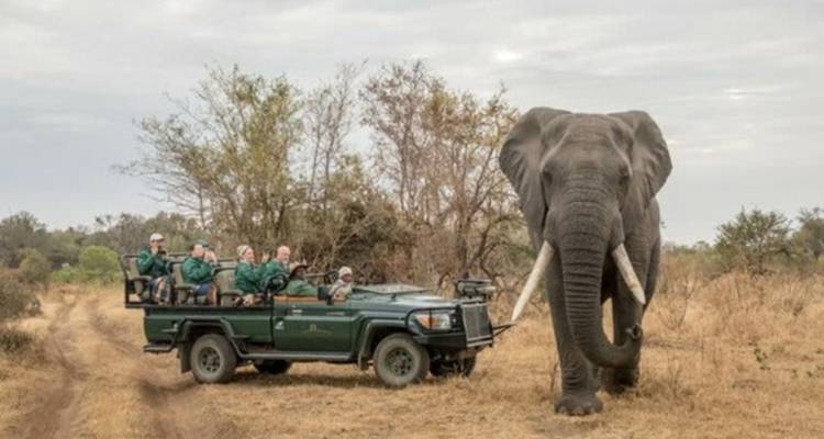 Open safari vehicle with guests observing a massive bull elephant on a dirt track in dry bushveld.