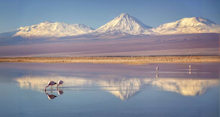 Flamants roses pataugeant dans un lac réfléchissant avec des montagnes enneigées.
