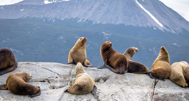 Lions de mer se reposant sur des rochers avec un paysage de montagne en arrière-plan.