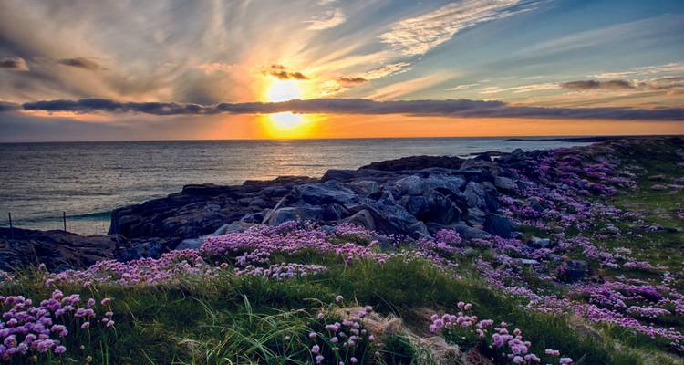 Sunset view over the ocean, rocky shore, and pink flowers.
