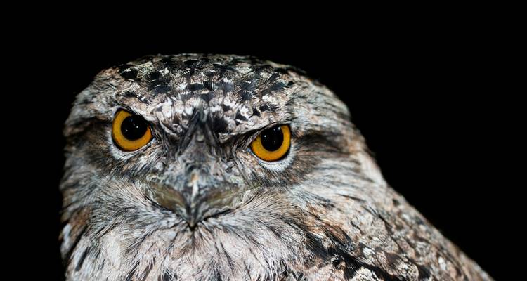 Close-up portrait of an owl with striking yellow eyes against a pure black background.