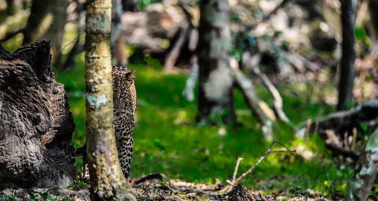 Leopard peers stealthily from behind a tree in dense green forest light and shadow.