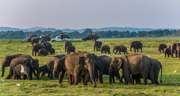 Herd of wild elephants grazing on open grassland while safari jeeps with tourists observe in the distance.