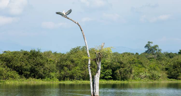 A lone bird takes flight from a tall bare branch over a tranquil lake surrounded by forest.