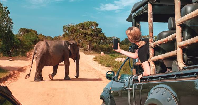 Tourist leans from safari jeep to photograph an elephant crossing a dusty park track.