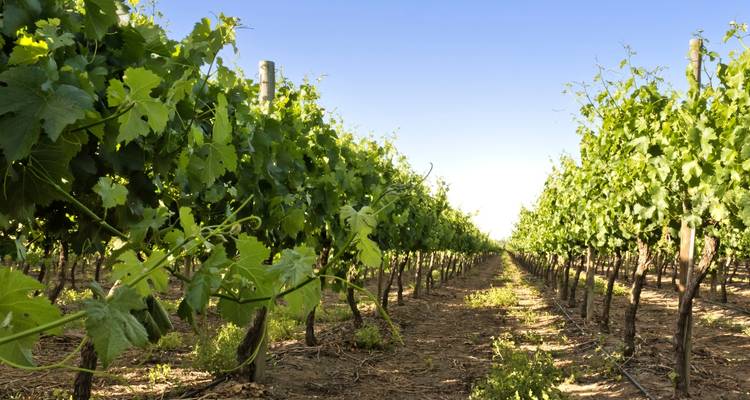 Vignoble avec des vignes luxuriantes et vertes en rangées.