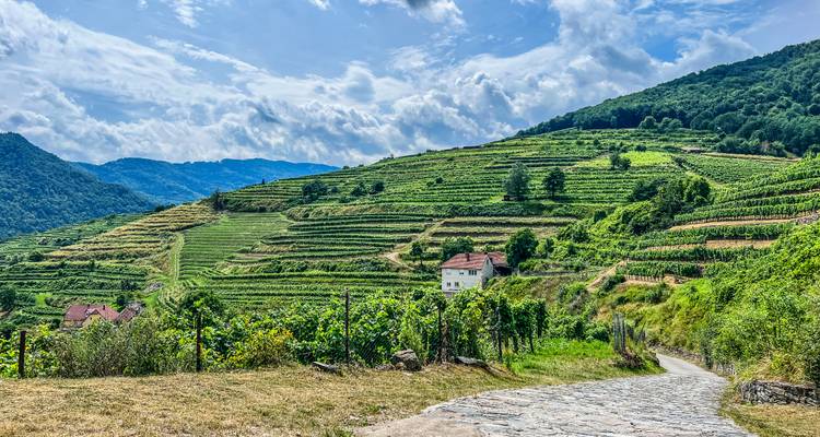 Vignobles en terrasses sur des collines vallonnées sous un ciel bleu.