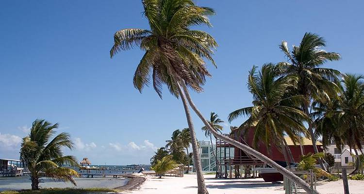 Plage bordée de palmiers avec un ciel bleu clair et des maisons en bois.