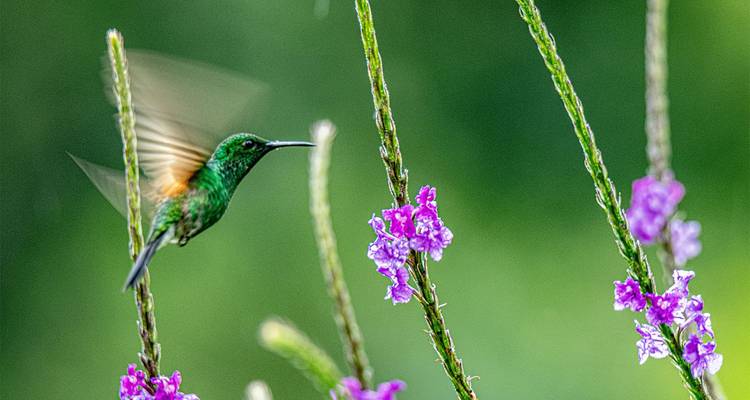 Emerald hummingbird hovers beside purple wildflowers in soft green light.