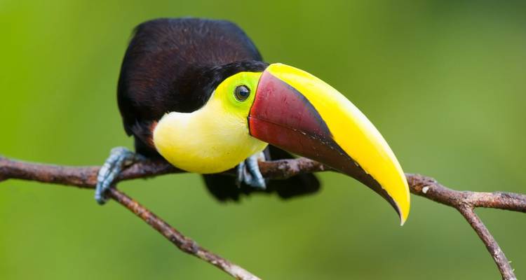 Primer plano de un colorido tucán pico de quilla posado en una rama con fondo verde