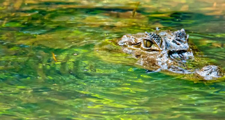 Een krokodillenoog kijkt uit boven groengetint water, gedeeltelijk verborgen onder golfjes.