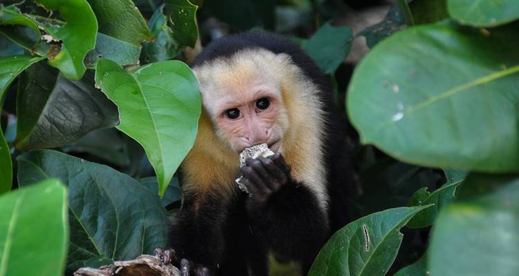 Primer plano de un mono capuchino de cara blanca comiendo entre el denso follaje verde de la selva.