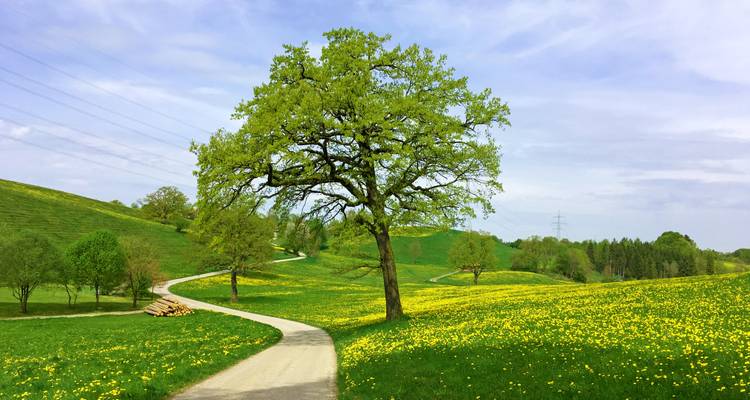 Kronkelend landweggetje door glooiende groene heuvels bedekt met gele wilde bloemen en bezaaid met jonge bomen onder een heldere blauwe hemel.