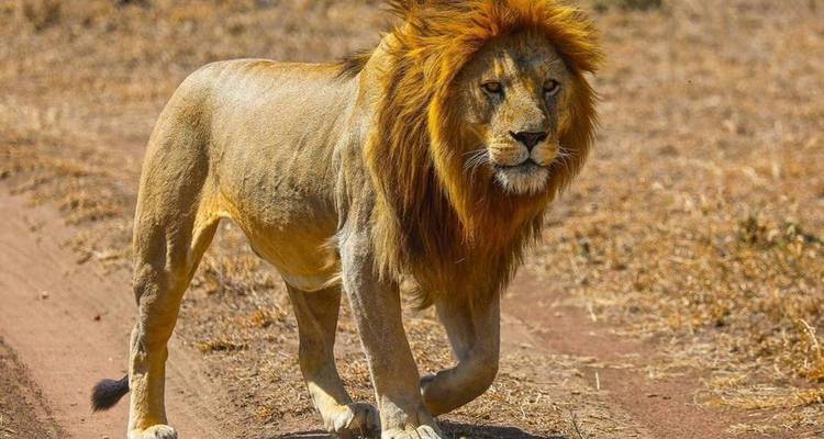 A majestic male lion with a full mane walking along a dusty track on the savanna