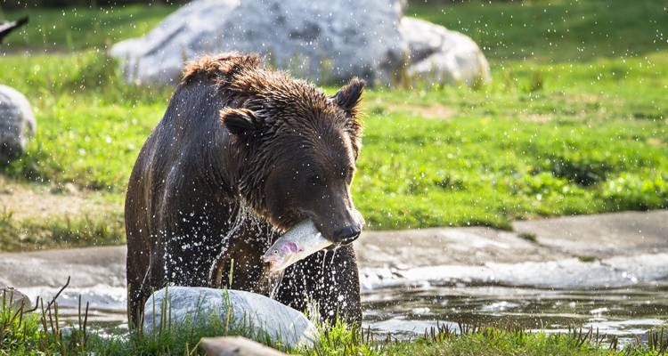 Oso pardo atrapando un pez en un arroyo rodeado de hierba.