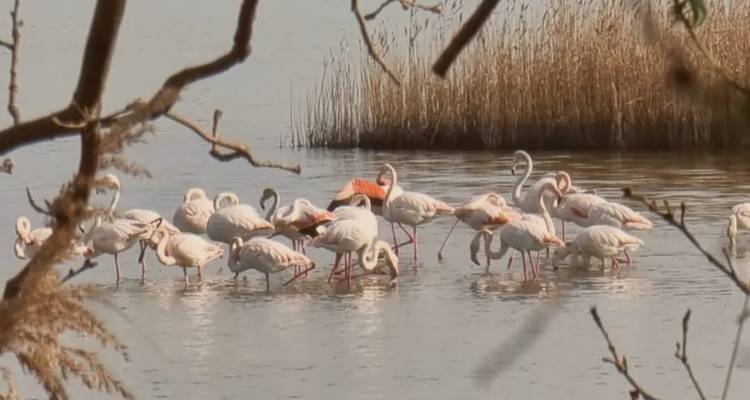 Grupo de flamencos de pie y vadeando en agua tranquila con juncos.