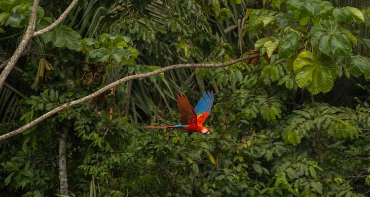 Scarlet macaw in mid-flight over dense Amazon rainforest foliage.