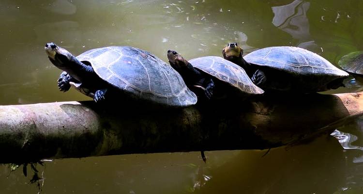 Tres tortugas descansando en un tronco en un estanque.
