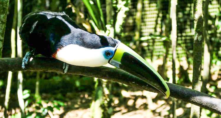 Un tucán posado en una rama en un entorno de bosque.