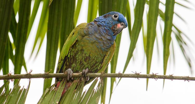 Un loro colorido posado en una rama entre hojas de palmera.