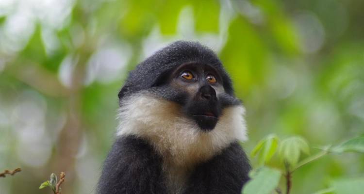 Primer plano de un mono entre follaje verde.