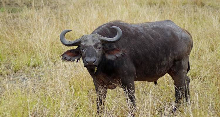 Búfalo parado en la hierba de la sabana.
