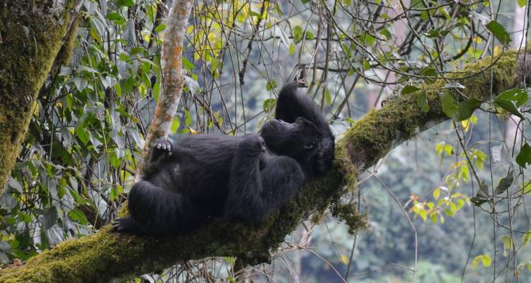 Gorila acostado en una rama de árbol en el bosque.