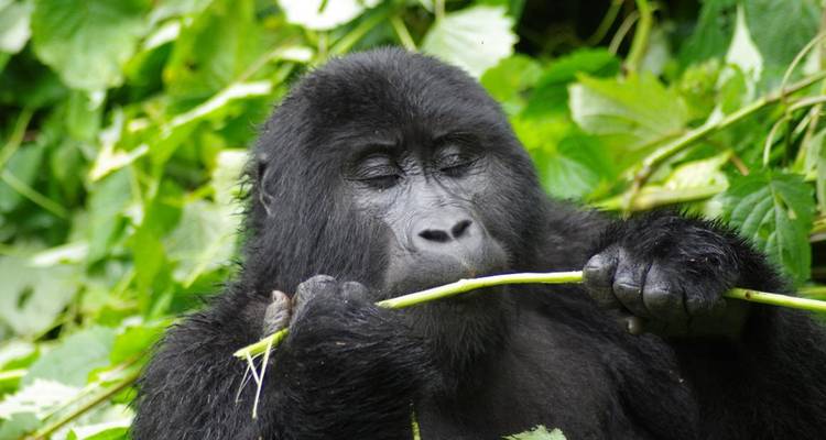 Gorila comiendo una planta en el bosque.