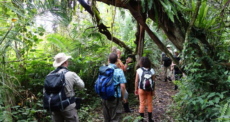 Grupo de personas caminando a través de un bosque exuberante.