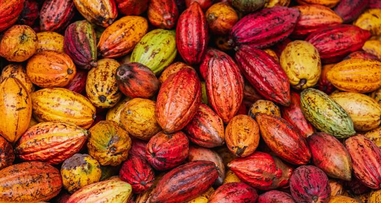 Close-up of colorful cacao pods piled together in vivid reds, oranges and yellows.