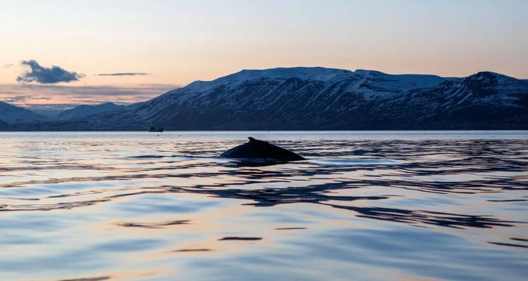 La espalda de una ballena sale a la superficie en las tranquilas aguas del fiordo al anochecer con montañas nevadas más allá.