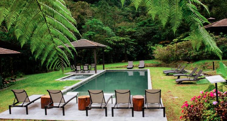 Zone de piscine en forêt tropicale encadrée par d'énormes frondes de fougères avec des rangées bien ordonnées de chaises longues.
