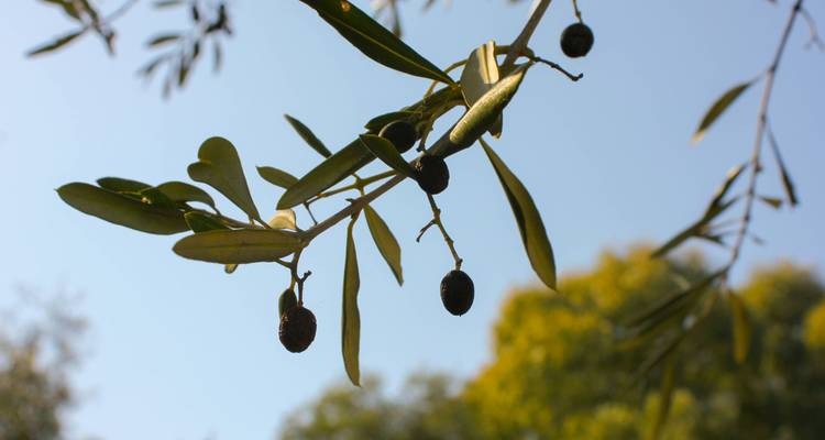 Olive branch with ripe olives against clear blue sky and blurred trees