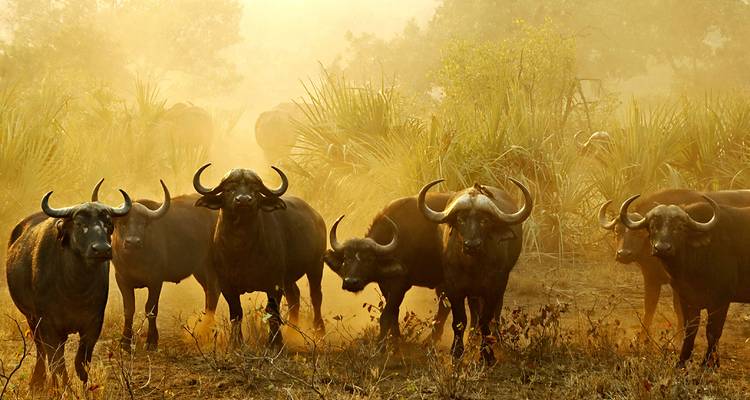 Herd of African buffalo emerging through dust and golden light in the savanna