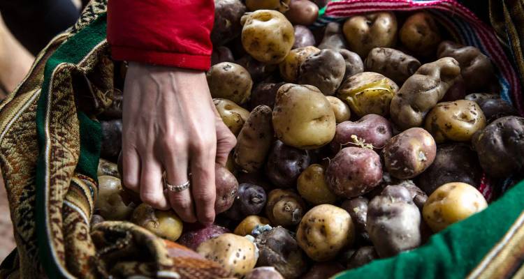 Seleccionando a mano papas nativas variadas de un cesto de mercado tejido.