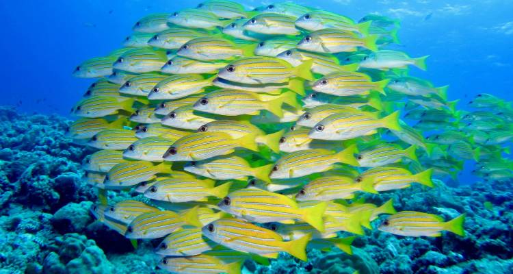 Large school of yellow striped fish swimming above coral reef in clear blue water