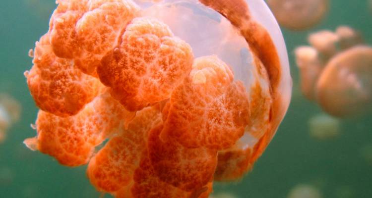 Close-up underwater shot of an orange jellyfish floating in greenish water.